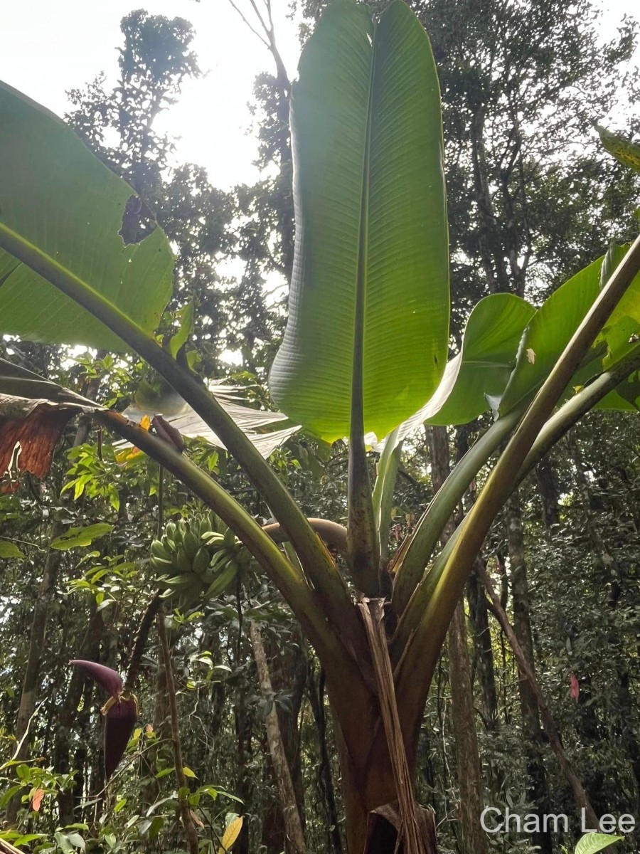 Musa acuminata Colla